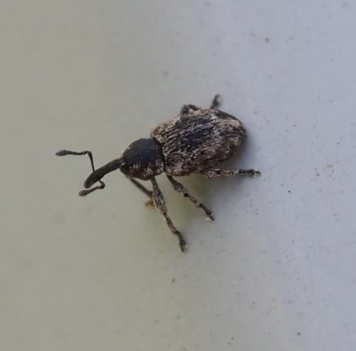 Réf. 251 243 : Smicronyx sp.